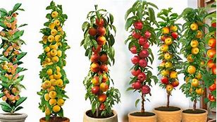 Image result for Dwarf Columnar Fruit Trees