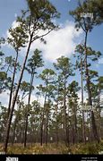 Image result for Pine Tree Everglades