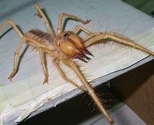 Image result for The Worst Spider in the World