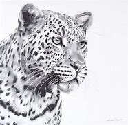 Image result for Black Leopard Sketch