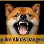 Image result for Akita Dog Dangerous
