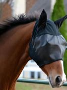 Image result for Horse Fly Mask
