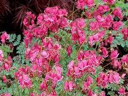 Image result for Dicentra King of Hearts