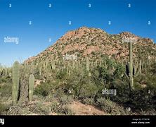 Image result for Cactus Forest Tucson