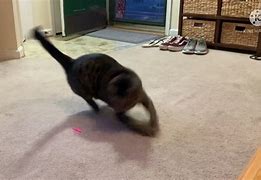 Image result for Cat Catches the Red Dot