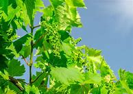 Image result for Grapevine Young Plant