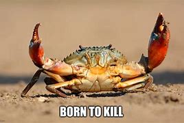 Image result for Crab Meme
