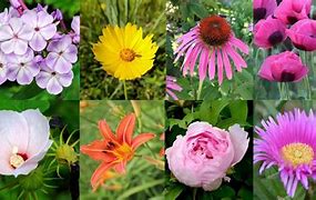 Image result for Perennial Plants List