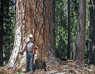 Image result for Tallest Pine Tree in the World
