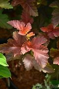 Image result for Physocarpus opulifolius Amber Jubilee (r)