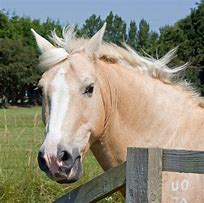 Image result for Horse On Solid Background