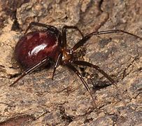 Image result for Steatoda Grossa Spider