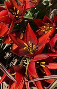 Image result for Tulipa aucheriana Mara