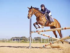 Image result for horse jumping training