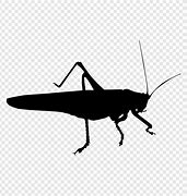 Image result for Cave Cricket Insect