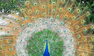 Image result for Colorful Peacock