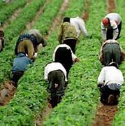 Image result for Migrant Farm Workers