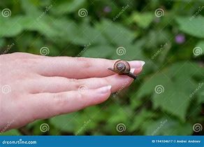 Image result for Small Brown Garden Snail with Black Antennae