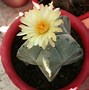 Image result for Terrarium Plants List