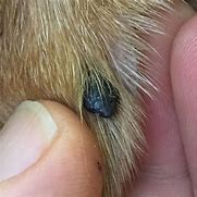 Image result for Cancer On Dogs Face