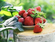 Image result for Manfaat Strawberry