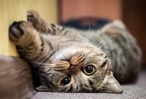 Image result for Ảnh Happy Cat