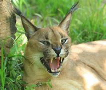 Image result for caracal