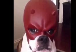 Image result for Dog Wearing Mask Meme