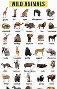 Image result for Every Animal in the World