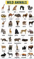 Image result for Different Animals