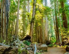 Image result for California Redwood Forest San Francisco