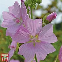 Image result for Malva Moschata Snow White