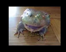 Image result for Cursed Crazy Frog