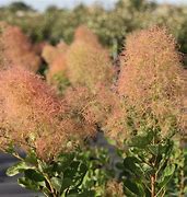 Image result for cotinus_coggygria