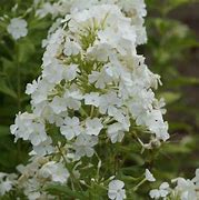 Image result for Phlox amplifolia Weisse Wolke