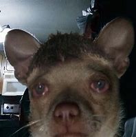 Image result for Crying Dog Funny