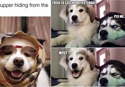 Image result for Funny Dog Memes 2019