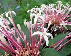 Image result for Clerodendrum Shooting Star