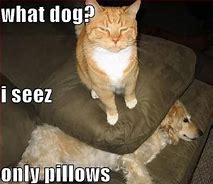 Image result for LOL Cats and Dogs
