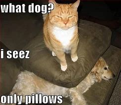 Image result for Funny Dog vs Cat Memes