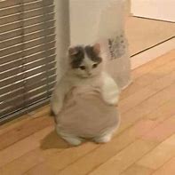 Image result for Cat Standing Meme Template