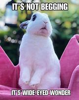 Image result for Lady Bunny Memes