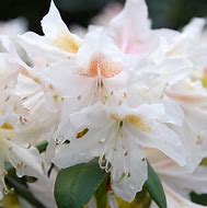 Image result for Rhododendron (T) Cunninghams White