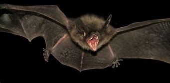 Image result for Gallery Bat