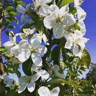 Image result for Dwarf Honeycrisp Apple Tree