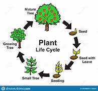 Image result for Basic Plant Life Cycle