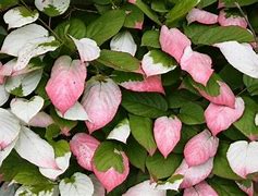 Image result for Actinidia Kolomikta