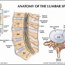 Image result for 3rd Lumbar