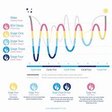 Image result for REM Sleep Cycle Stages