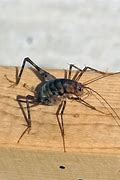 Image result for Cricket Looking Bug